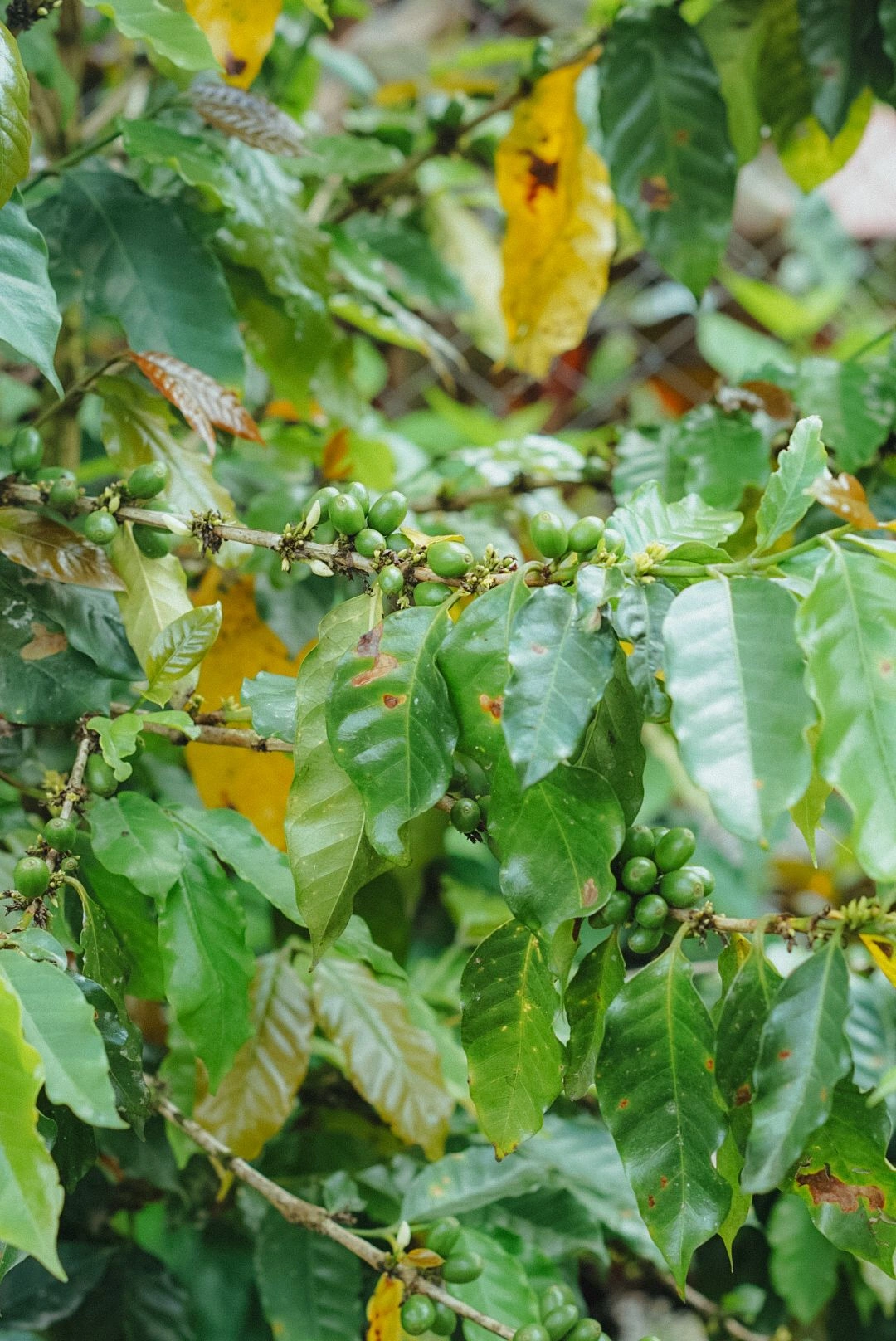 Ramas de café con frutos de la planta