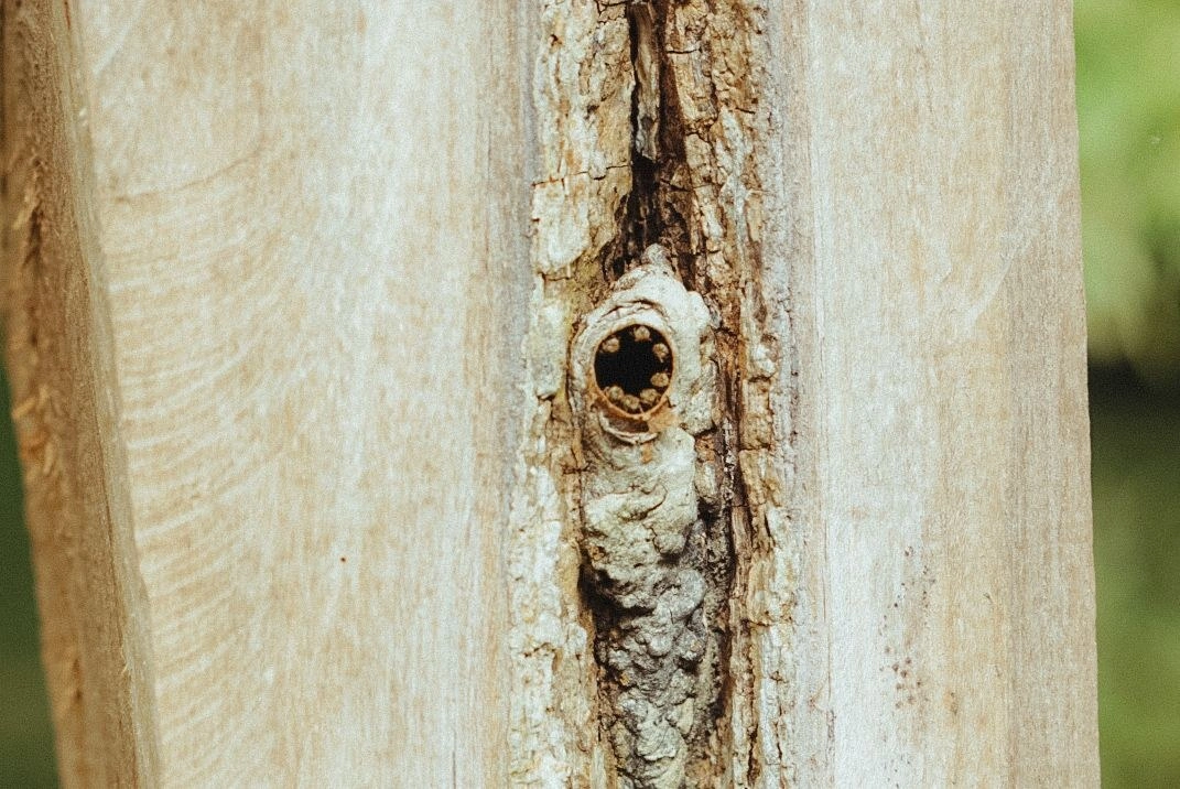 Panal ecológico abierto de abejas nativas sin aguijón