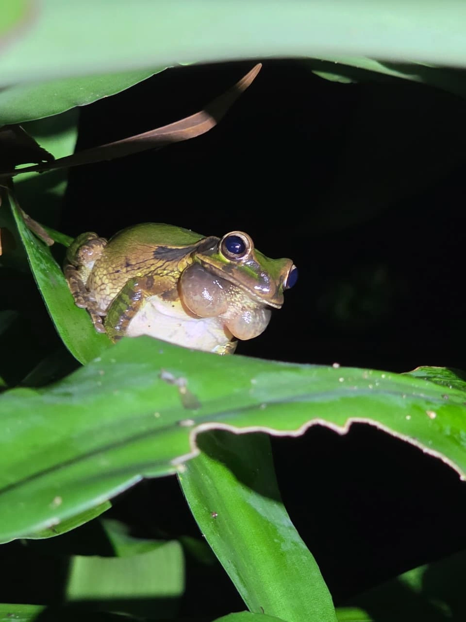Grupo de visitantes recorriendo el bosque de noche con linternas junto a un guía