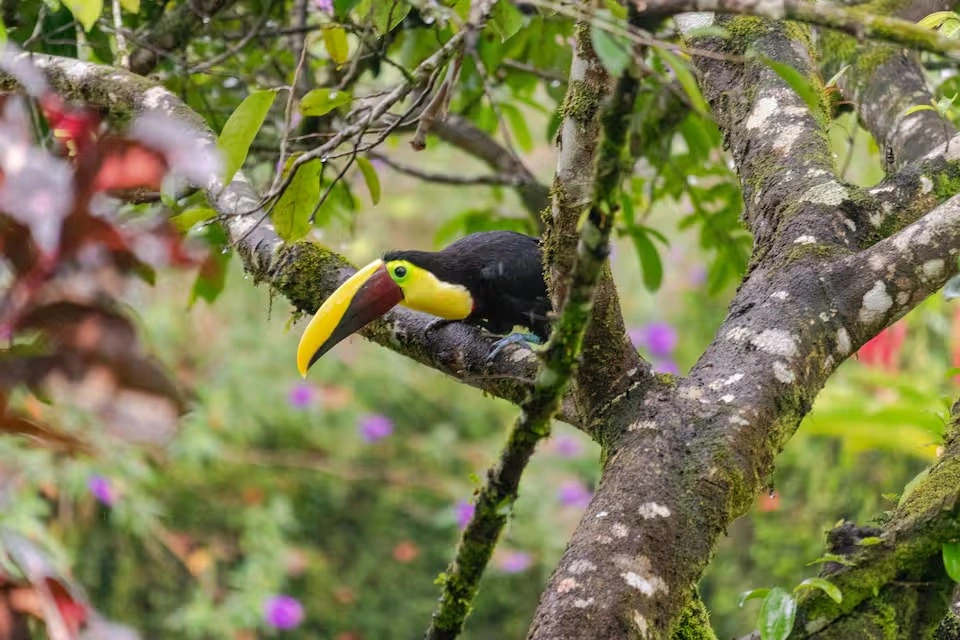 Un tucan sobre la rama de un arbol